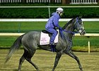 Fiftyshadesofgold Will Start in Eight Belles Fiftyshadesofgold Will Start in Eight Belles