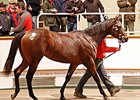 More Marks Fall at Tattersalls Yearling Sale More Marks Fall at Tattersalls Yearling Sale