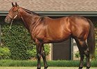 Stallion Bluegrass Cat to Shuttle to Uruguay Stallion Bluegrass Cat to Shuttle to Uruguay