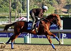 Smarty's Echo
<br><a target="blank" href="http://photos.bloodhorse.com/BreedersCup/2013-Breeders-Cup/Breeders-Cup/32986083_QMHXWK#!i=2874000471&k=wBLJLFd">Order This Photo</a>