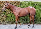 Twirling Candy Colt Leads Tattersalls Sale Twirling Candy Colt Leads Tattersalls Sale
