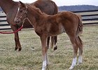 Filly by Nicanor born on Feb 19, out of Kansas Kitty.