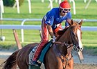 California Chrome <br><a target="blank" href="http://photos.bloodhorse.com/TripleCrown/2014-Triple-Crown/Belmont-Stakes-146/i-BTnqQCt">Order This Photo</a>