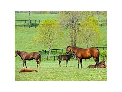Mares and Foals