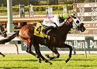 Awesome Return wins the 2014 Snow Chief Stakes.