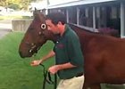 Keeneland Sept: Hip 859, Fastnet Rock colt Keeneland Sept: Hip 859, Fastnet Rock colt