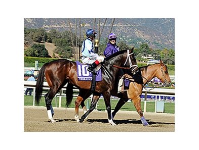 Verrazano
<br><a target="blank" href="http://photos.bloodhorse.com/BreedersCup/2013-Breeders-Cup/Dirt-Mile/33149801_zx584H#!i=2876860197&k=7ftBsRj">Order This Photo</a>