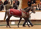 Sovereign Debt sold for 145,000 guineas on Feb. 6.
