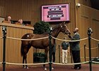 This Medaglia d'Oro filly, who brought $1.5 million, is out of Dowry, the only mare Emler and Celeste Neuman own.