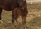 Lentenor's first foal, out of Smok'em Over.