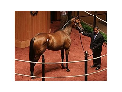 Hillaby, Hip 304, was bought by Stonestreet Stables for $500,000.