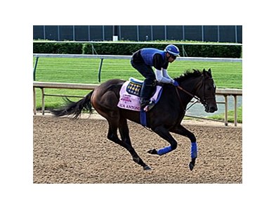 Ria Antonia <br><a target="blank" href="http://photos.bloodhorse.com/TripleCrown/2014-Triple-Crown/Kentucky-Derby-Workouts/i-DWbhnhr">Order This Photo</a>