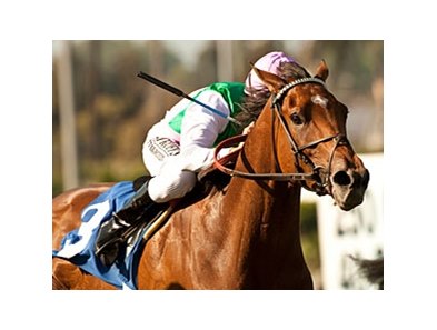 Emollient seeks her first win of 2014 in the Gamely Stakes.