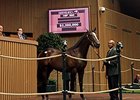 War Front Colt New Keeneland Sales Topper War Front Colt New Keeneland Sales Topper