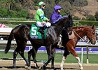 Ria Antonia
<br><a target="blank" href="http://photos.bloodhorse.com/BreedersCup/2013-Breeders-Cup/Juvenile-Fillies/33149847_tj7RjQ#!i=2883104812&k=WVkWBNZ">Order This Photo</a>