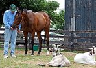Eldaafer at Old Friends with his inseparable companions, the goats Google and Yahoo.