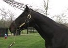 Past Ky Derby Winners: Grindstone (Video) Past Ky Derby Winners: Grindstone (Video)