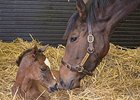First Foal for Arc Winner Danedream First Foal for Arc Winner Danedream