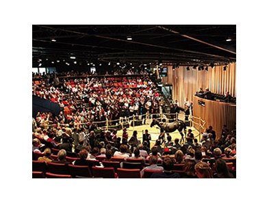 Arqana Sale at Deauville, France.