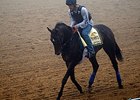Ria Antonia went to the track in the morning fog. <br><a target="blank" href="http://photos.bloodhorse.com/TripleCrown/2014-Triple-Crown/Preakness-Stakes-139/i-vPfqcTh">Order This Photo</a>