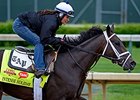 Intense Holiday
<br><a target="blank" href="http://photos.bloodhorse.com/TripleCrown/2014-Triple-Crown/Kentucky-Derby-Workouts/i-sdKB564">Order This Photo</a>