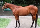 Darley Buys Son of Bernardini for $800,000 Darley Buys Son of Bernardini for $800,000