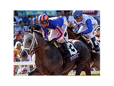 Havana<br><a target="blank" href="http://photos.bloodhorse.com/BreedersCup/2013-Breeders-Cup/Juvenile/33149927_s6DS8h#!i=2888276179&k=cDdd9gk">Order This Photo</a>