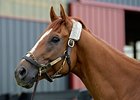 Wise Dan
<br><a target="blank" href="http://photos.bloodhorse.com/OntheFarm/On-the-farm/i-k8zpq2v">Order This Photo</a>