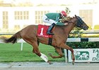 Tampa Bay Derby inner Ring Weekend returns to the turf in the Sir Cat.