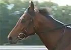 Hong Kong: Mikel Delzangles & Dunaden (video) Hong Kong: Mikel Delzangles & Dunaden (video)