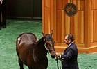 Medaglia d'Oro Colt Leading F-T Saratoga Medaglia d'Oro Colt Leading F-T Saratoga