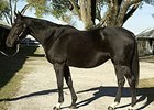 Cee's Song, who produced several successful full siblings, including 2000 Horse of the Year Tiznow