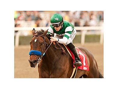 Iotapa won the 2014 Santa Maria Stakes.