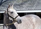 Ponche de Leona brought $775,000 at the Keeneland January horses of all ages sale on Jan 7.