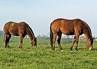 Effort Aims to Improve Animal Feed Safety Effort Aims to Improve Animal Feed Safety