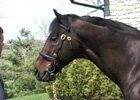 Past Ky Derby Winners: Fusaichi Pegasus Past Ky Derby Winners: Fusaichi Pegasus