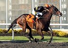 Dan the Tin Man won the 2014 Tom Ridge Stakes.