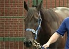 Interview - Luke Nolan & Black Caviar Interview - Luke Nolan & Black Caviar