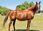 Love the Chase, California Chrome's dam.
