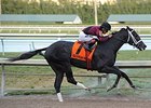 Cairo Prince rolls to victory in the Holy Bull.<br><a target="blank" href="http://photos.bloodhorse.com/AtTheRaces-1/At-the-Races-2014/35724761_2vdnSX#!i=3041743000&k=Jn4SWz6">Order This Photo</a>
