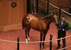Hip 154, a colt by Cowboy Cal, sold for $550,000 on July 14.