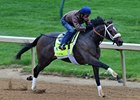 Oxbow, in his pre-Derby workout.
<br><a target="blank" href="http://photos.bloodhorse.com/TripleCrown/2013-Triple-Crown/Kentucky-Derby-Workouts/29026796_jvcnn8#!i=2484483512&k=68Znx7R">Order This Photo</a>