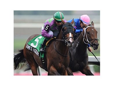 Ami's Holiday won the 2013 Grey Stakes.