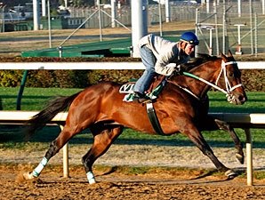 Atta Boy Roy Shows He's Ready for BC Sprint Atta Boy Roy Shows He's Ready for BC Sprint