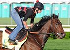 Orb.<br><a target="blank" href="http://photos.bloodhorse.com/TripleCrown/2013-Triple-Crown/Kentucky-Derby-Workouts/29026796_jvcnn8#!i=2490067537&k=T3rDLkF">Order This Photo</a>