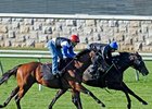 Cozy Kitten working at Keeneland (inside)