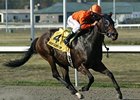 2008 Kentucky Cup Distaff winner Bear Now returns in 2009.