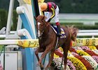 Japanese Triple Crown winner Orfevre is among those expected to run in the Qatar Prix de l'Arc de Triomphe