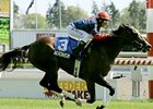 Akronism Overpowers Field in Royal North Akronism Overpowers Field in Royal North