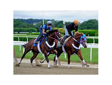 Guyana Star Dweej Works at Belmont.
<br><a target="blank" href="http://photos.bloodhorse.com/TripleCrown/2012-Triple-Crown/Belmont-Stakes-144/23333063_3WZKbw#!i=1885637245&k=S7rwZrd">Order This Photo</a>